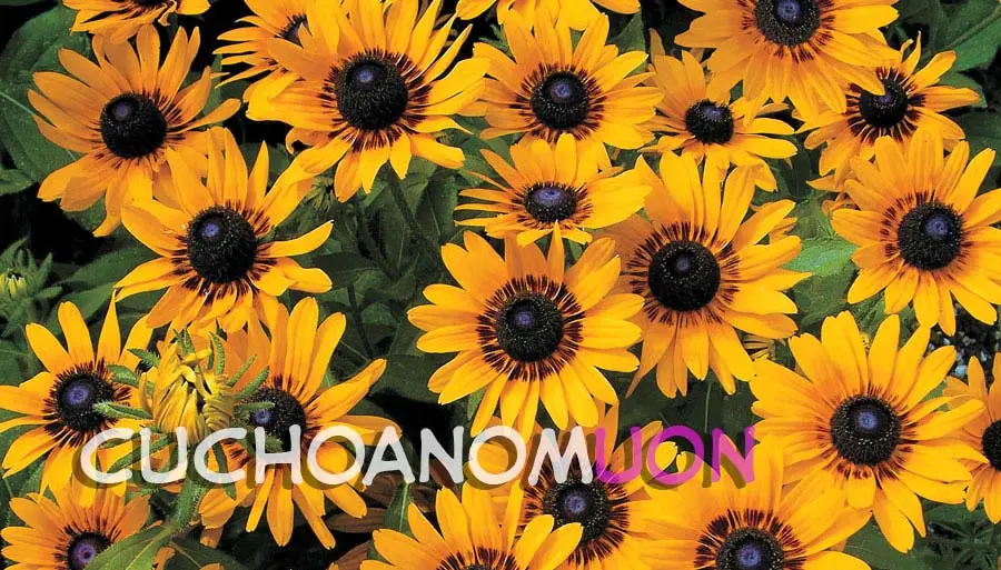 Onnanoko? - Girl? Ch. 1-4 - Onnanoko? - Girl? Ch. 1-4 trang 66